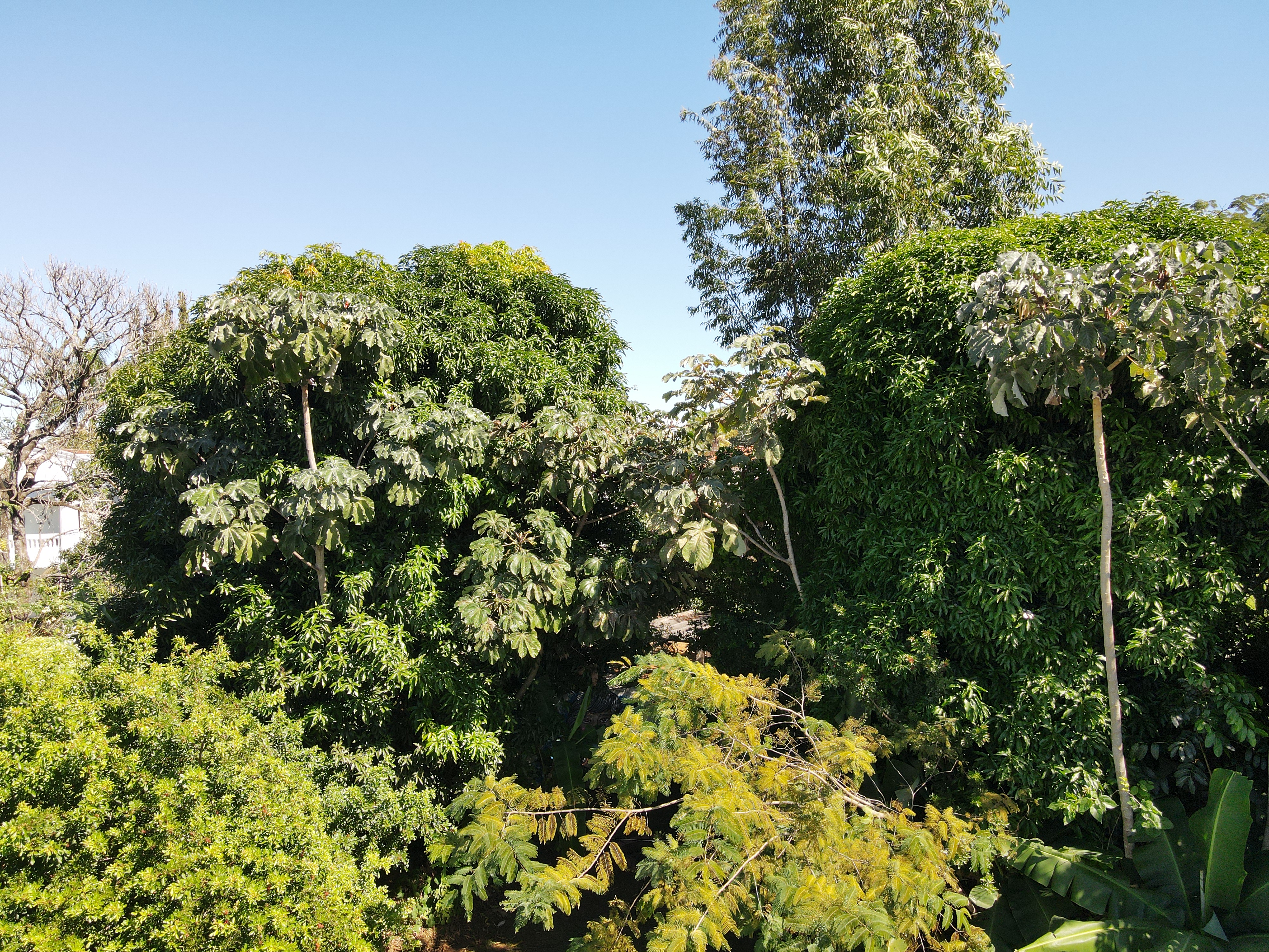 Agrofloresta J.